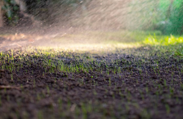 Close-up of young green sprouts of grass during watering Close-up of young green sprouts of grass during watering