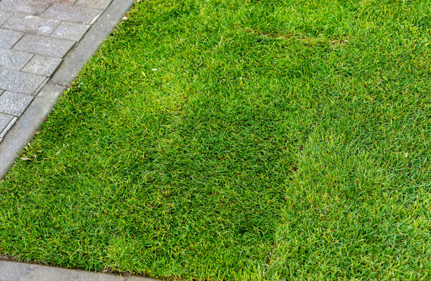 Close-up of young green sprouts of grass during watering